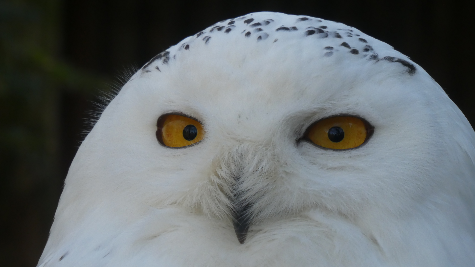 Schneeeule aus dem Tierpark Hamm