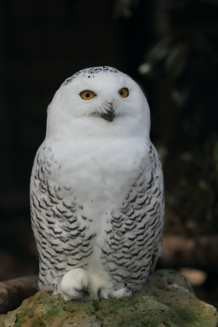 Schneeeule Foto & Bild | tiere, greifvögel, wildpark Bilder auf