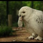 Schneeeule bei der Fütterung