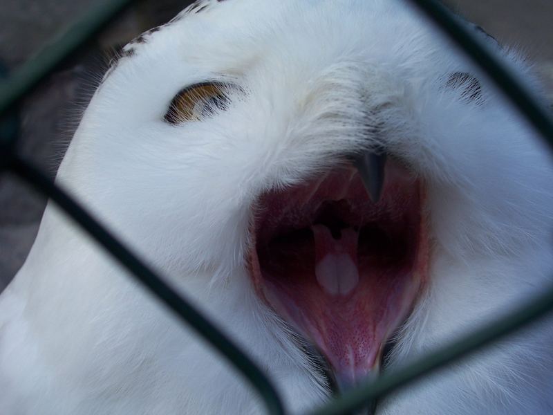 Schneeeule beim gähnen