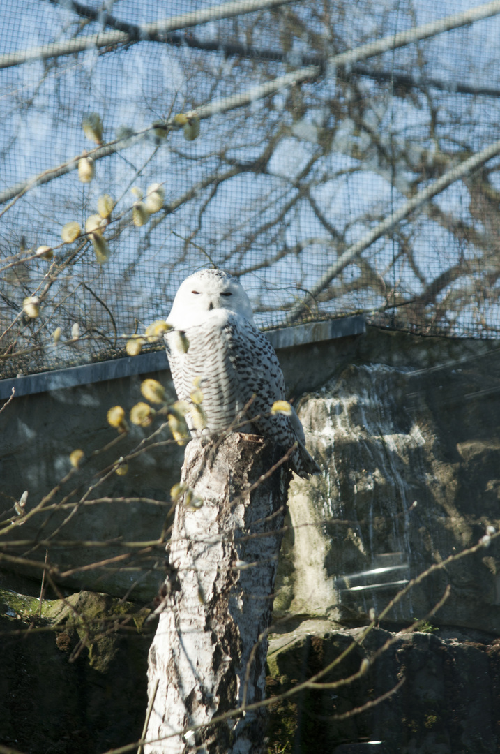 Schneeeule beim Sonnenbad!