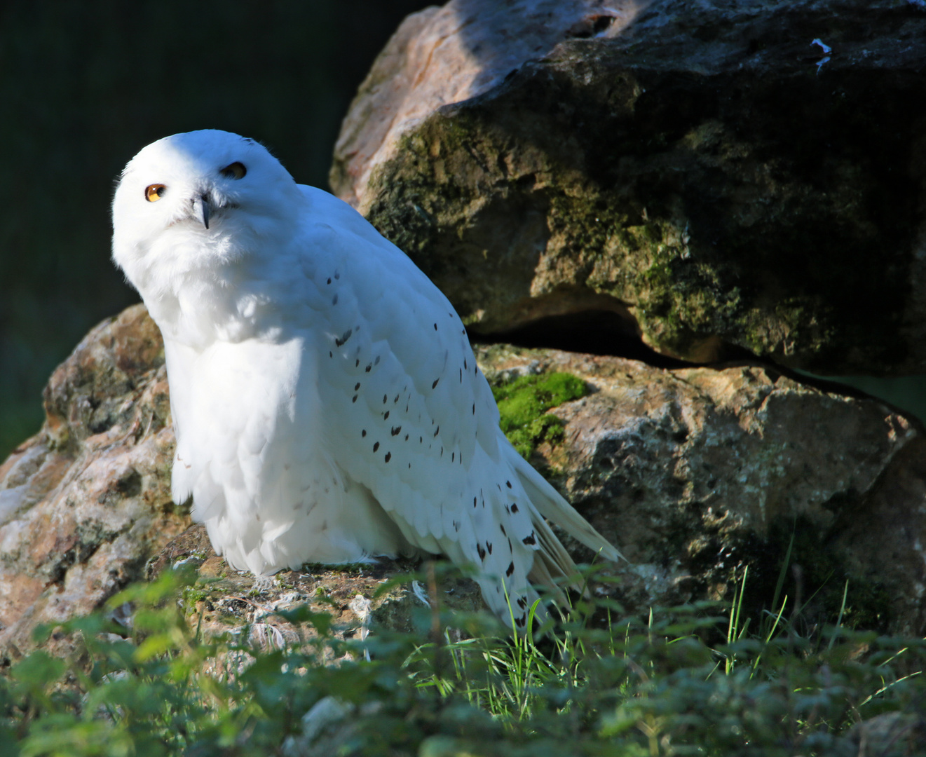 Schneeeule - Bubo scandiacus -