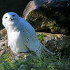 Schneeeule - Bubo scandiacus -