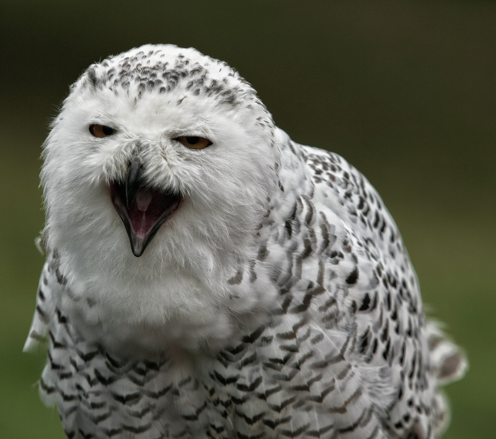 Schneeeule - Bubo scandiacus