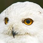 Schneeeule  Bubo scandiacus  Harfang des neige