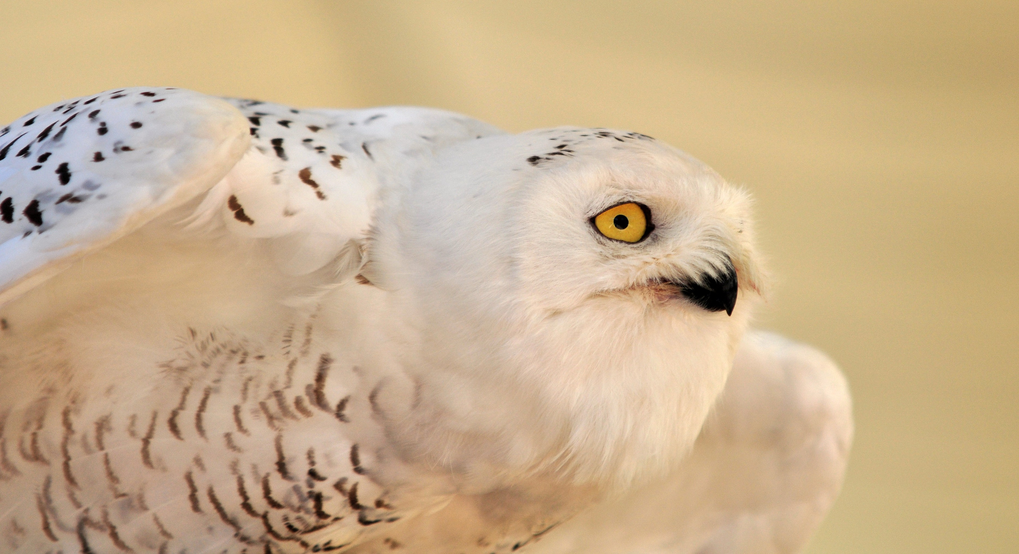 Schneeeule Falconeria Locarno