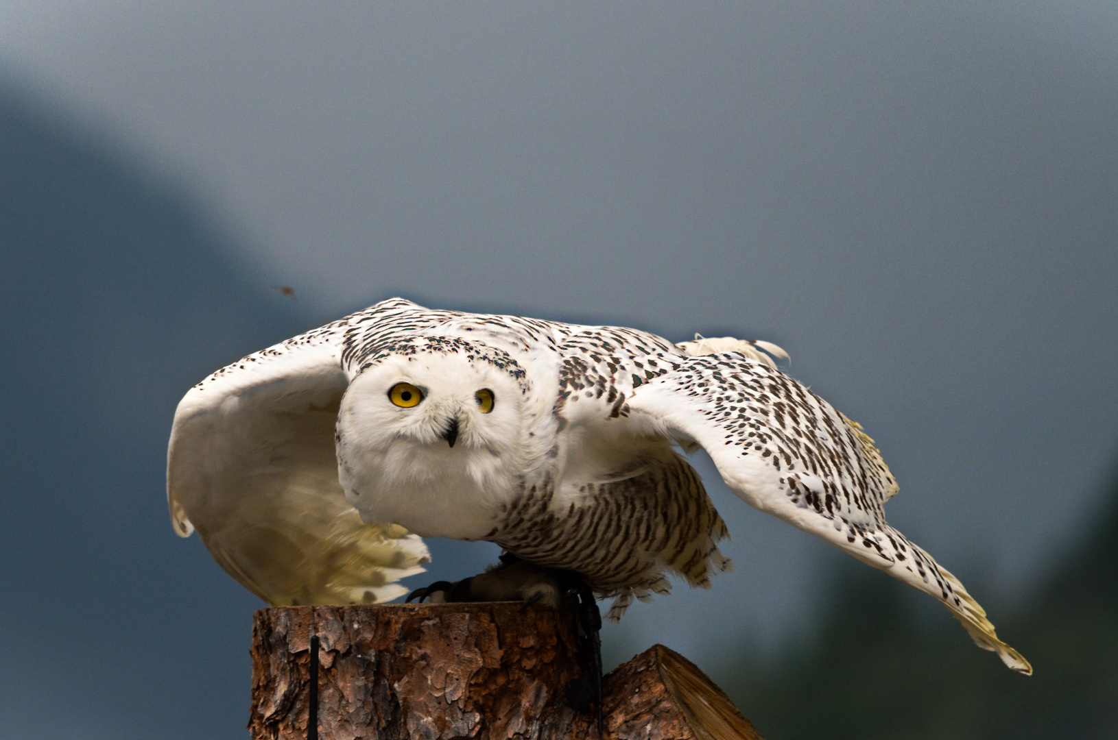 Schneeeule Greifvogelpark Umhausen