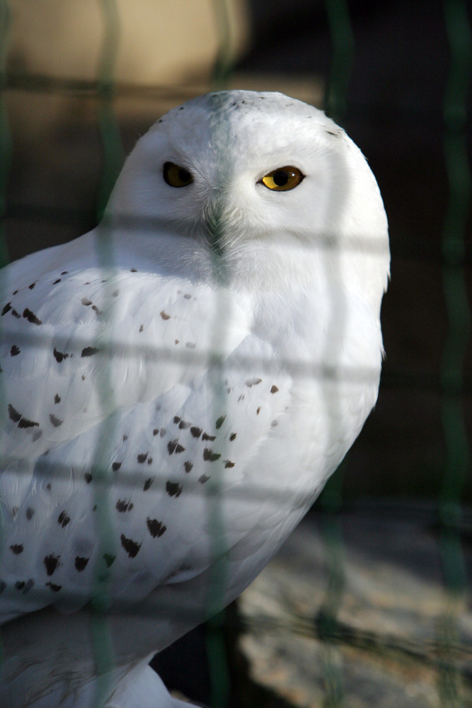 Schneeeule hinter Gittern