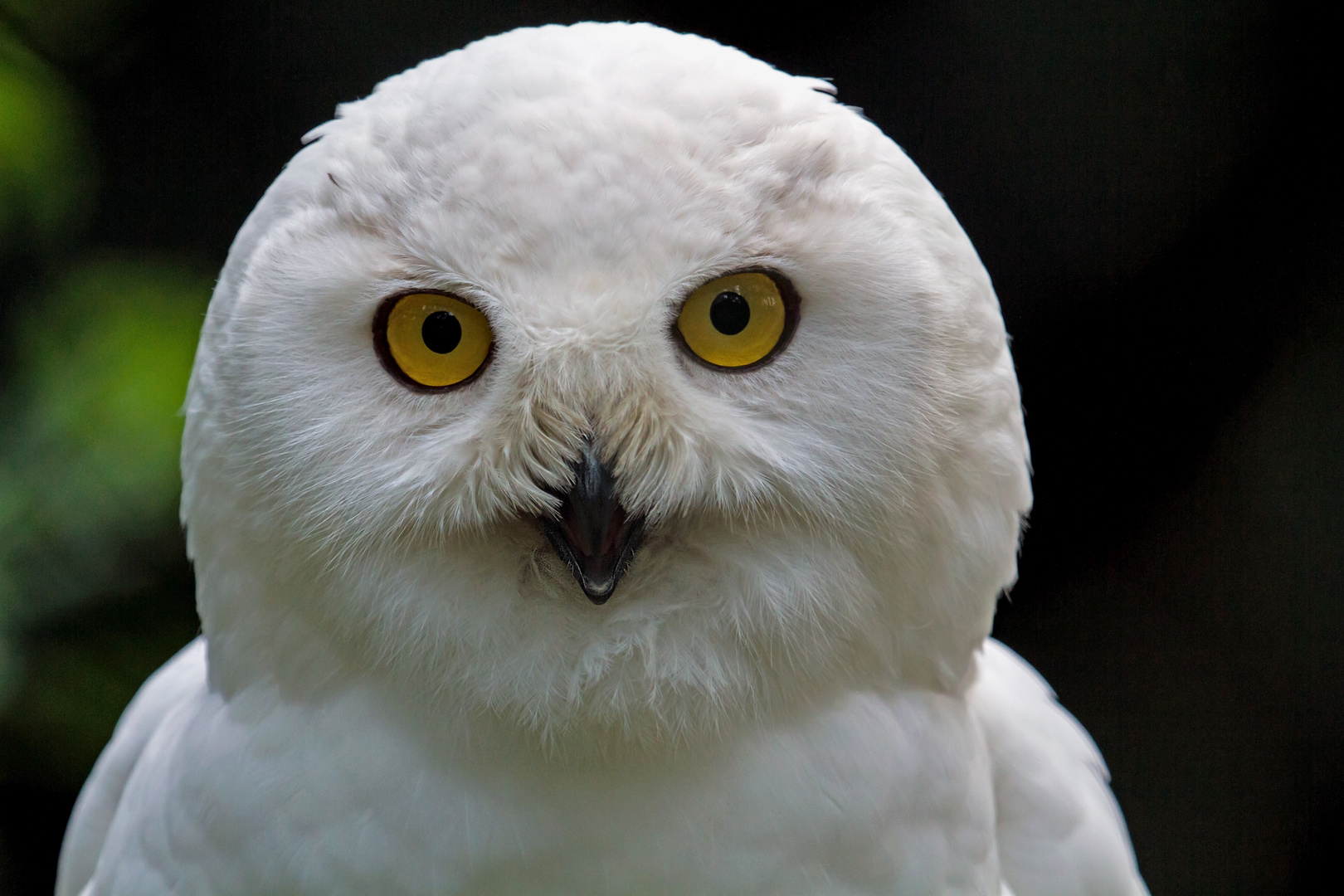 schneeeule ...hypnotisierender blick......