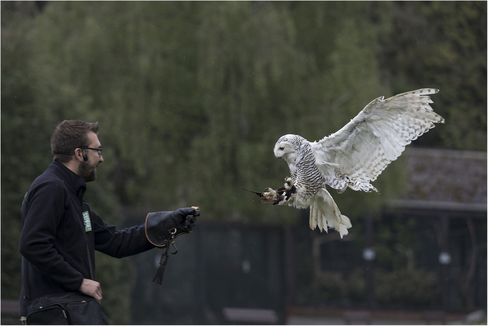 Schneeeule im Anflug