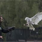 Schneeeule im Anflug