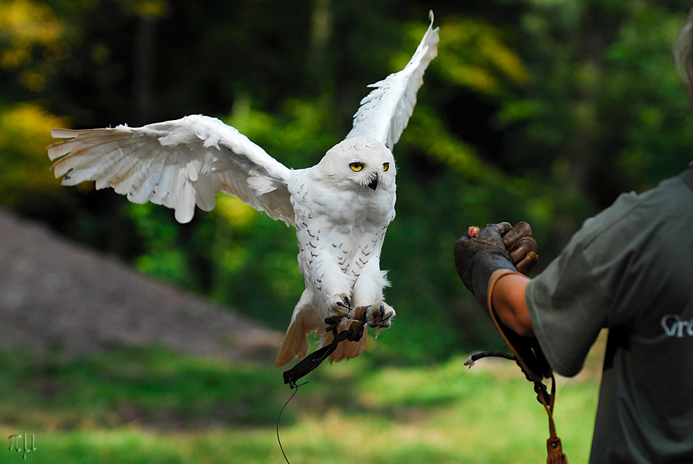 schneeeule im anflug