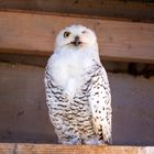 Schneeeule im Erlebnis-Zoo Hannover