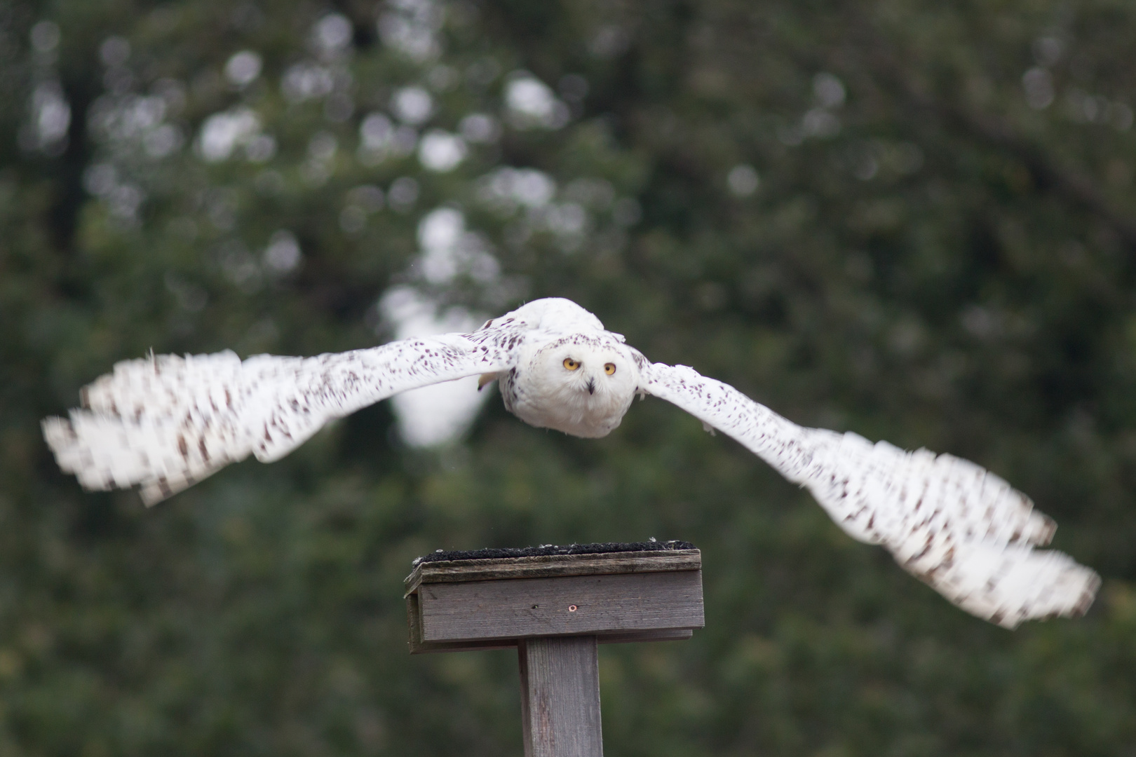 Schneeeule im Flug