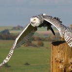 Schneeeule im Flug