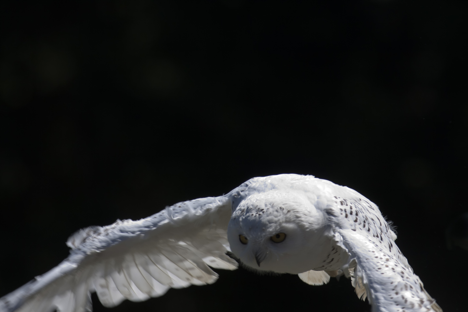 Schneeeule im Flug