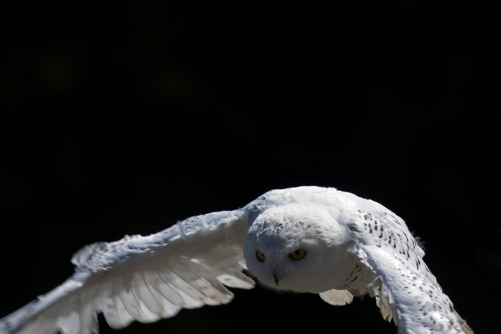 Schneeeule im Flug