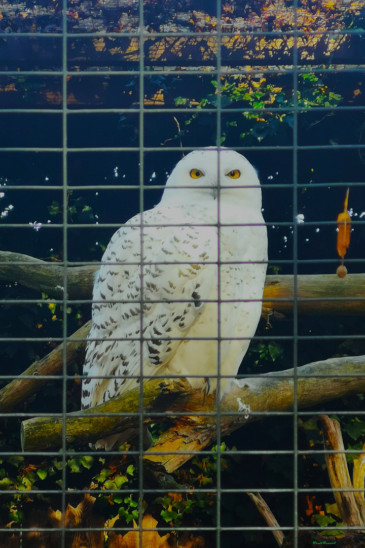 Schneeeule im  Heidelberger Zoo