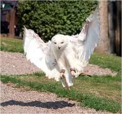 Schneeeule im Landeanflug