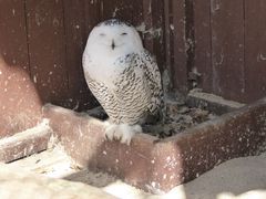 Schneeeule im Niendorfer Vogelpark/Ostsee