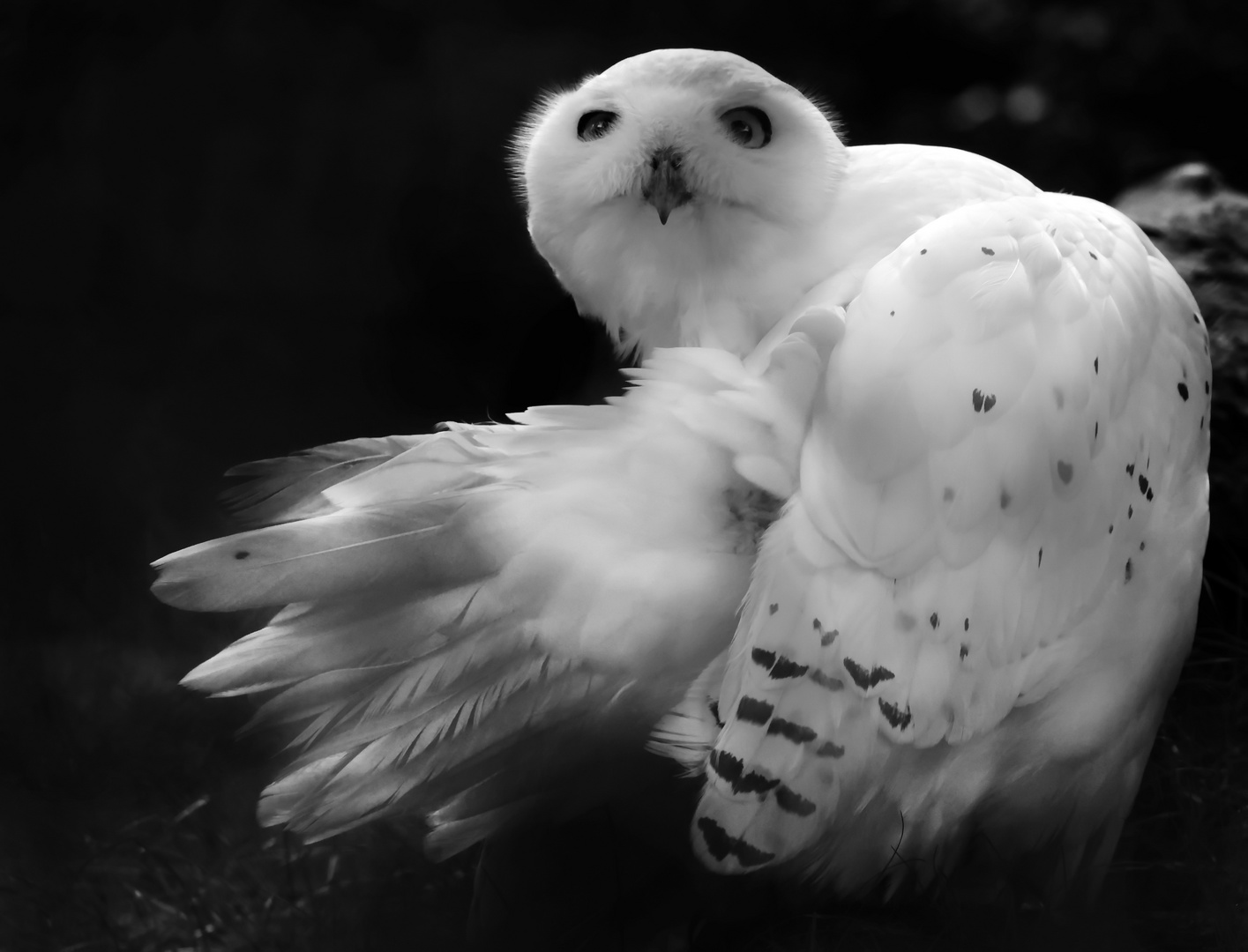 Schneeeule im Opelzoo