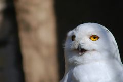 Schneeeule im Rheiner Zoo