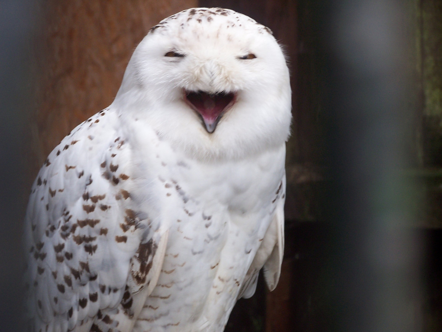 Schneeeule im Tierpark