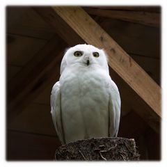 Schneeeule im Wildpark