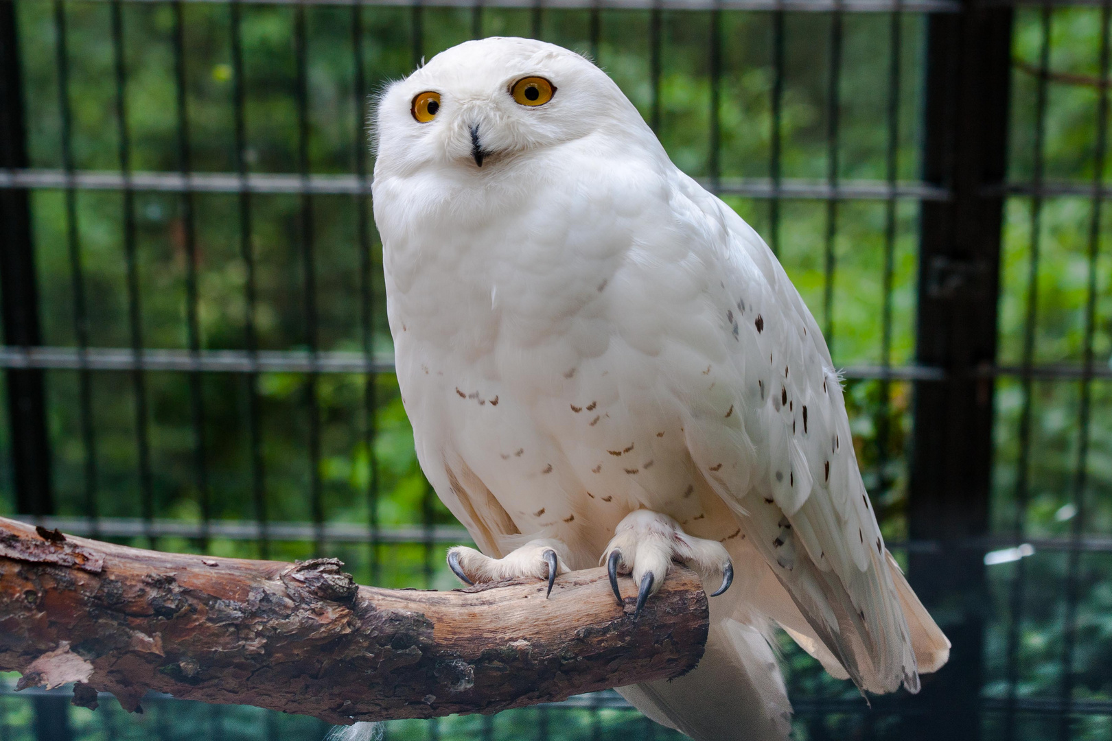 Schneeeule im Zoo Karlsruhe (Ju)