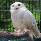 Schneeeule im Zoo Karlsruhe (Ju)