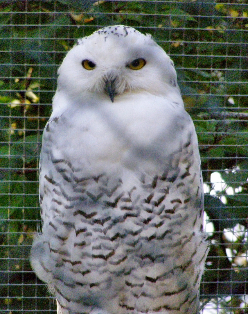 Schneeeule imZoopark Bad Liebenstein