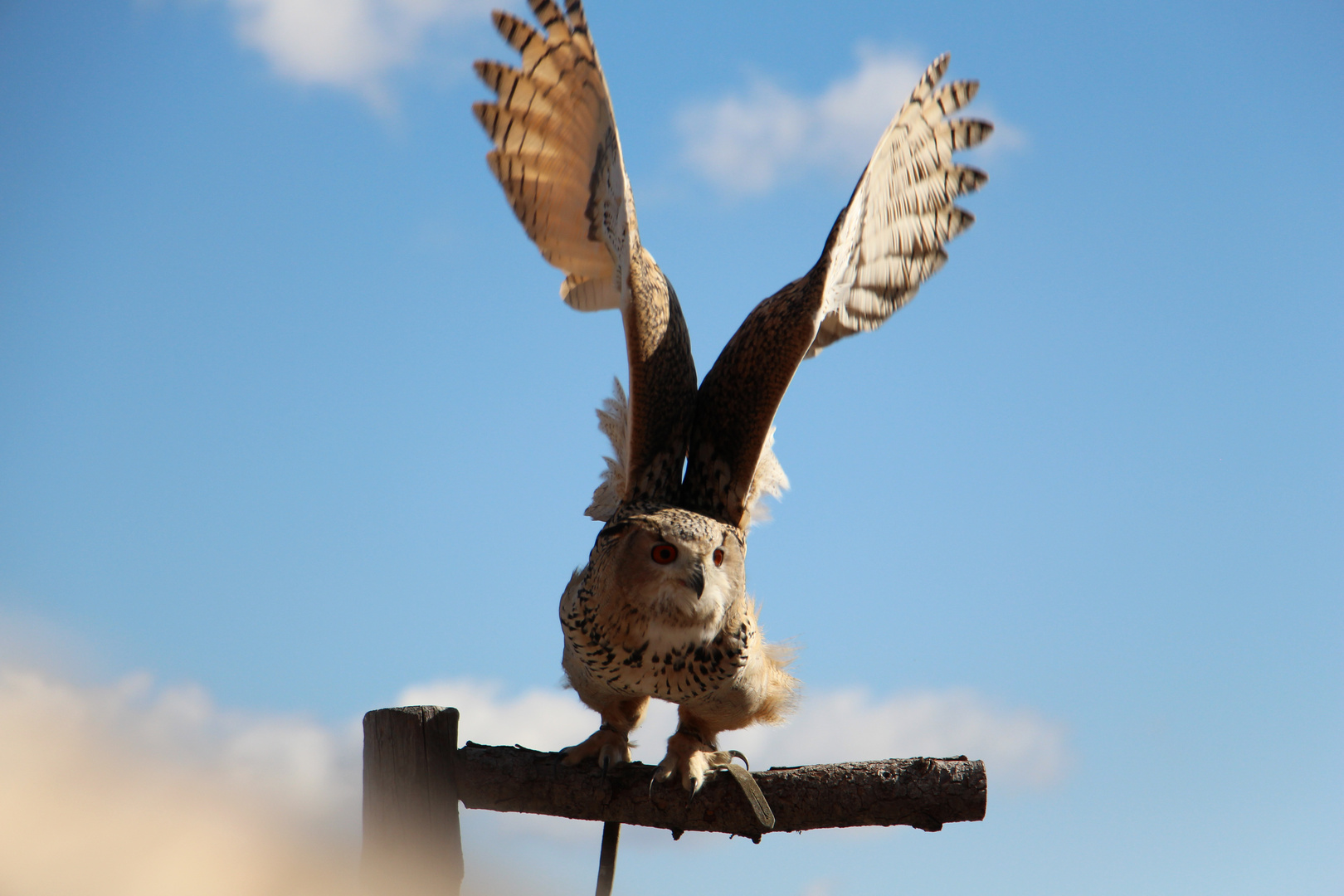 Schneeeule in der Vogelwarte Rauris