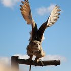 Schneeeule in der Vogelwarte Rauris