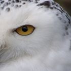 Schneeeule in einem Tierpark in Solingen