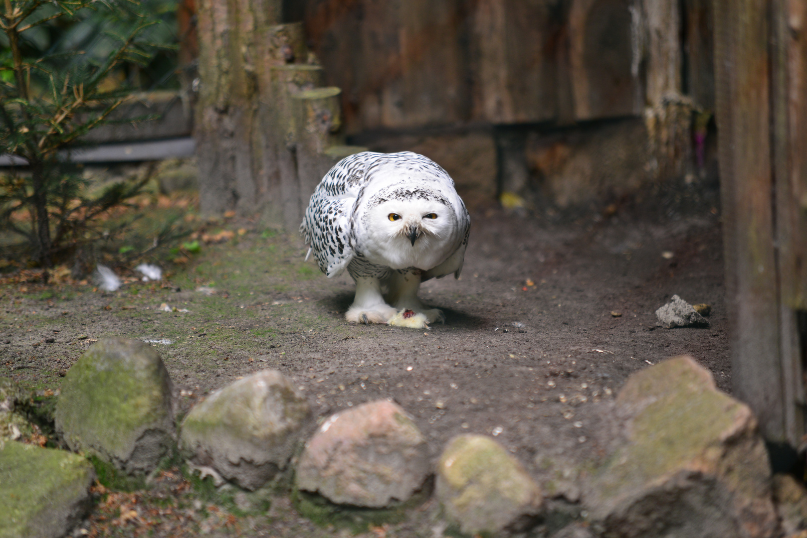 Schneeeule in Ströhen