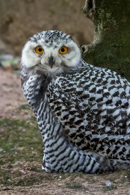 Schneeeule Jungvogel. 