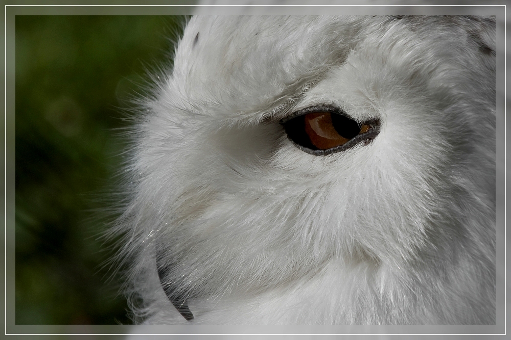 Schneeeule (leicht sauer) / Snowy owl (a little bit shirty)