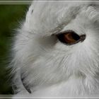 Schneeeule (leicht sauer) / Snowy owl (a little bit shirty)