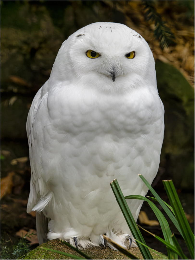 Schneeeule (männlich)