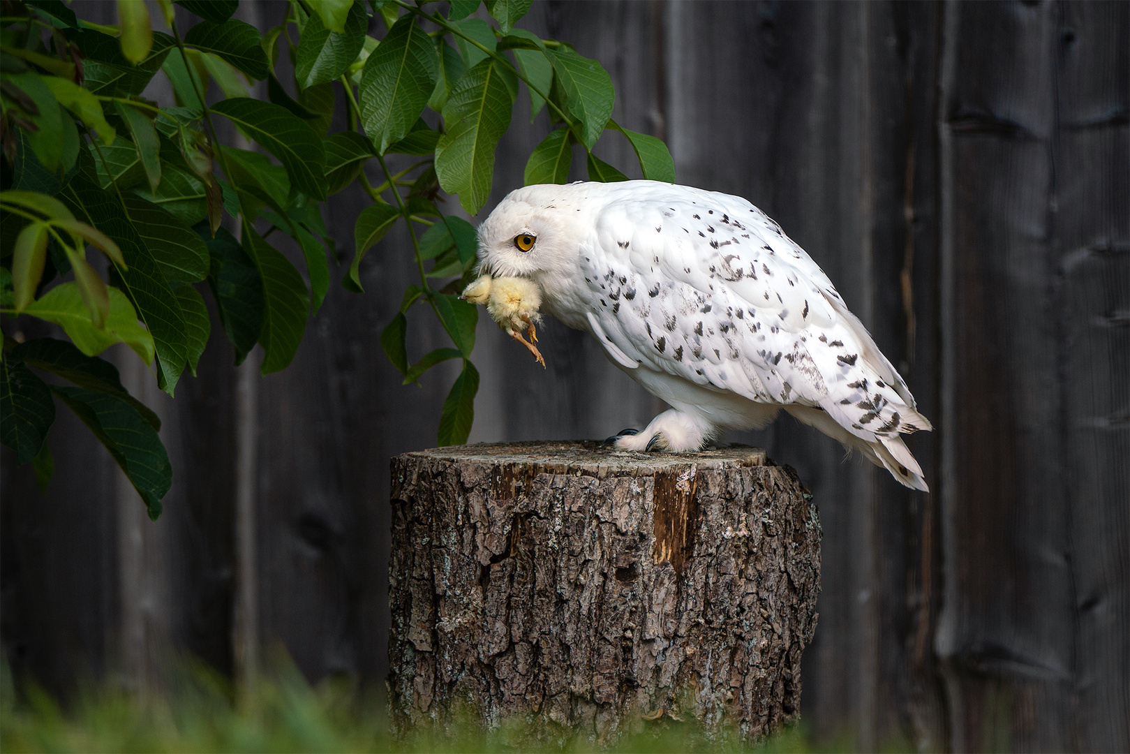 Schneeeule mit Beute