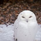 Schneeeule mit bösem Blick "verzieh dich!"