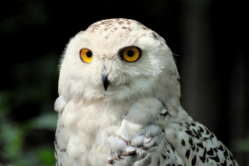 Schneeeule Portrait