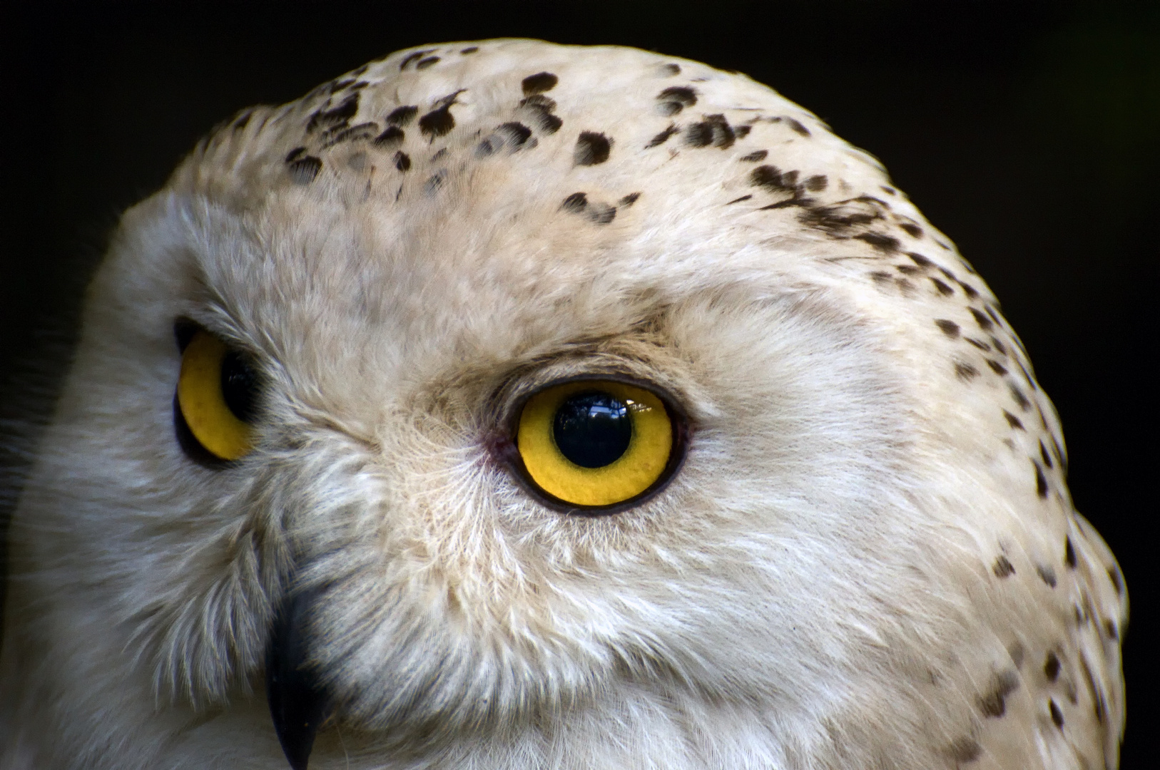 Schneeeule Portrait