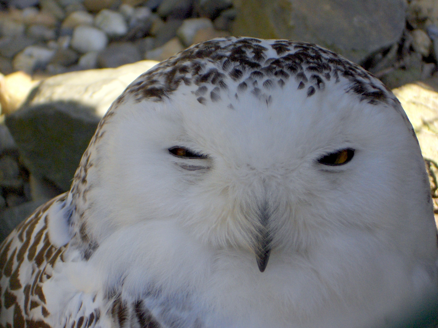 Schneeeule Portrait