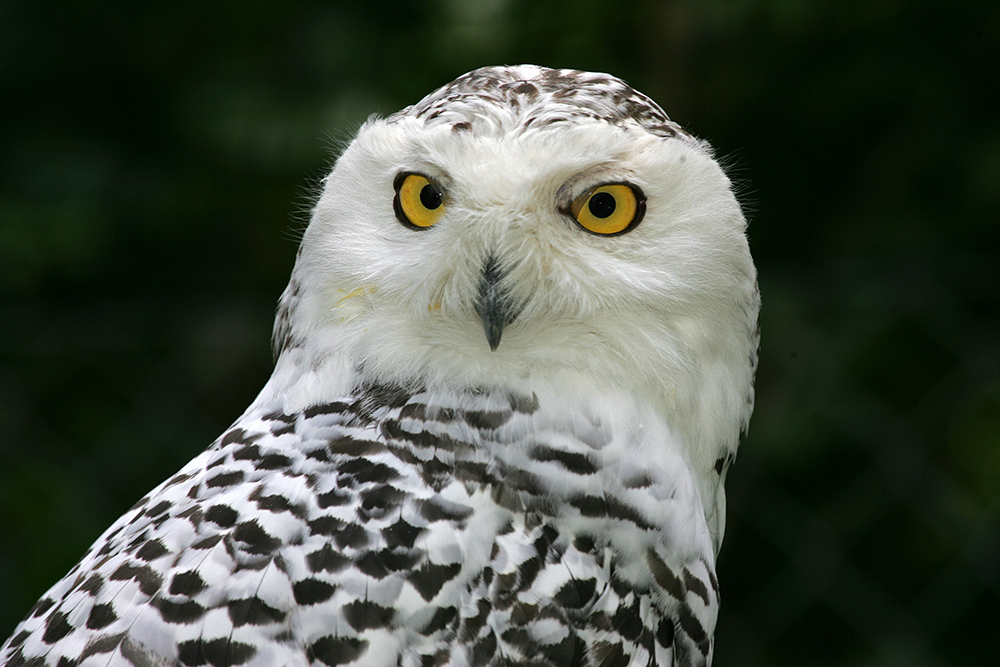 Schneeeule Portrait (c)