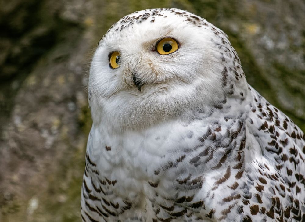 Schneeeule-Portrait Nr.2