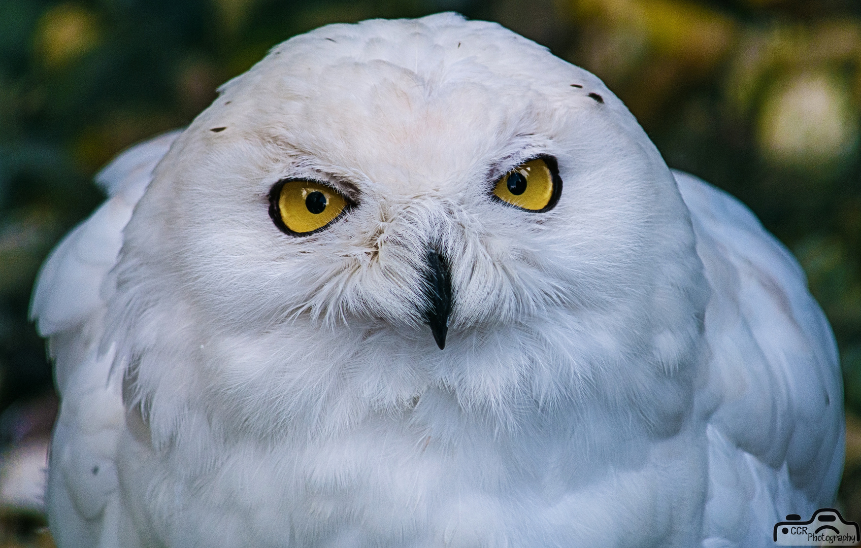 Schneeeule - scharfer Blick