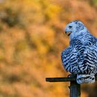 Schneeeule vor herbstlichem Hintergrund