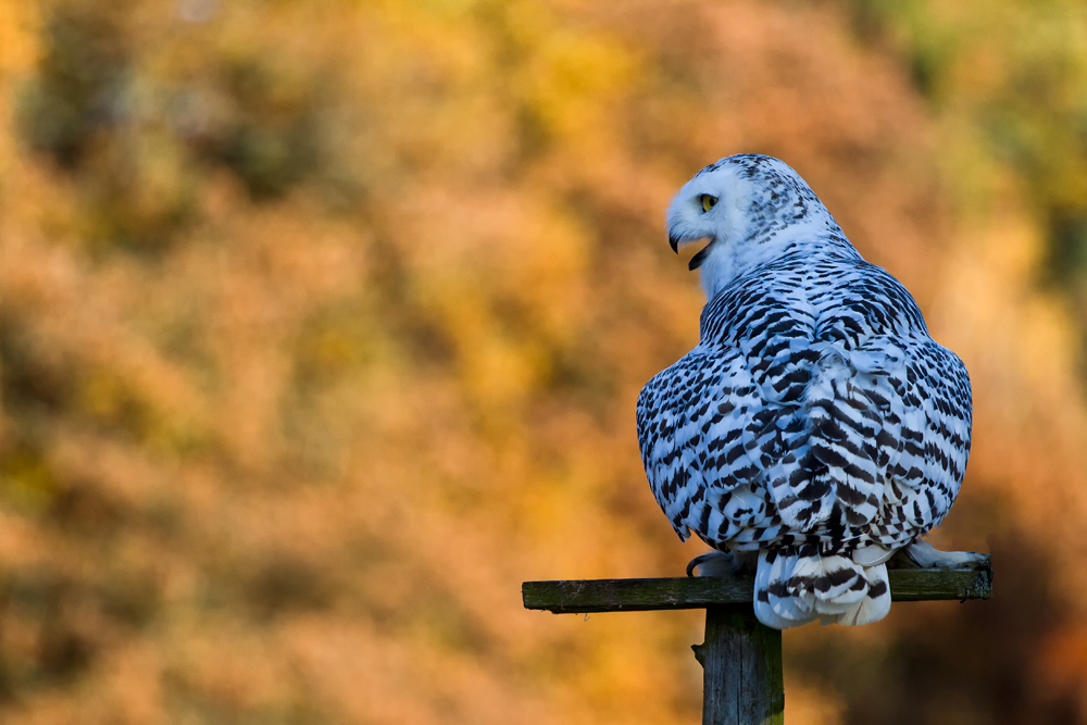 Schneeeule vor herbstlichem Hintergrund