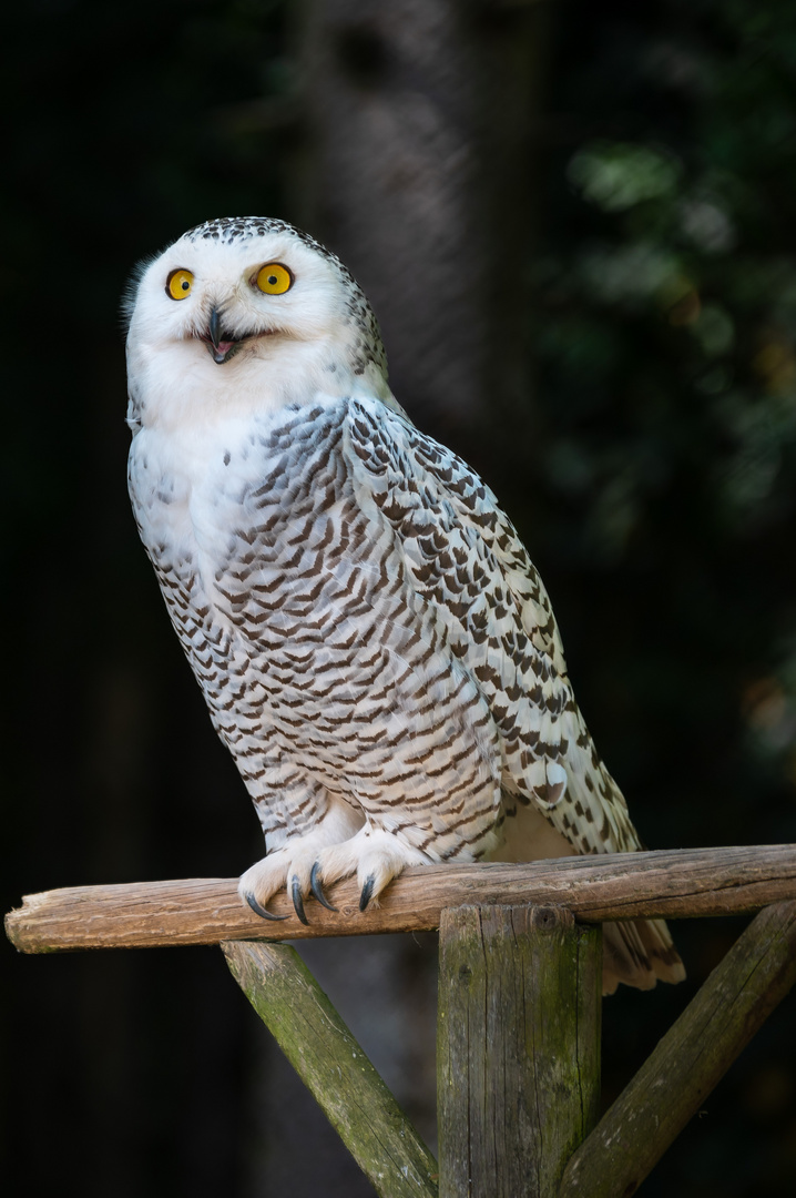 Schneeeule Zoo Neuwied